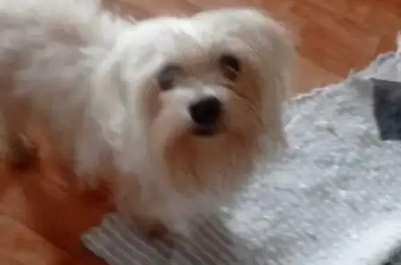 Собака найдена: ул. Горобца, 6, Тверь