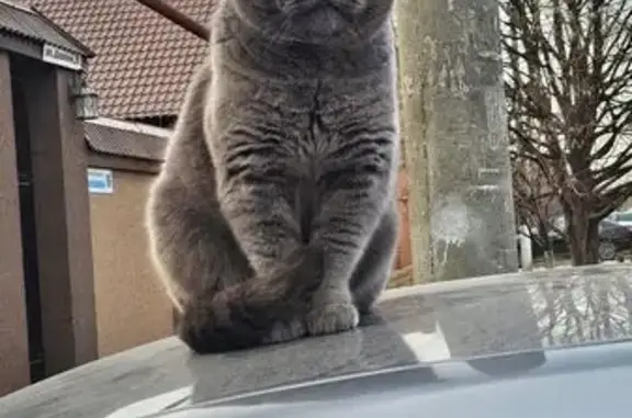 Кошки потеряшки, Грозный, фото: Потеряшка кошка, ул. Дарвина, Грозный