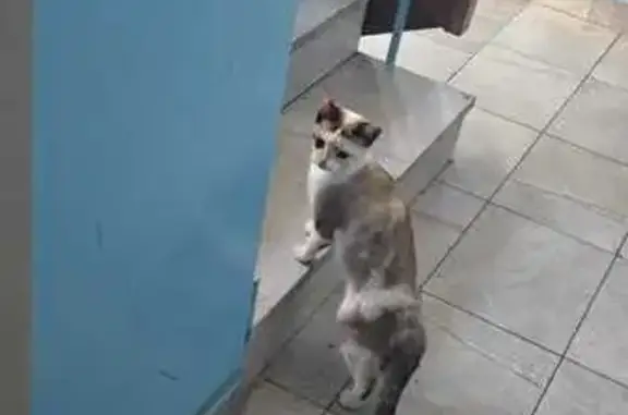 Кошка найдена: Советская ул. 142, Каменка - photo