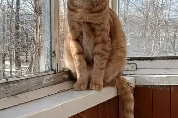 Пропал котик, Магистральная 1, Сыктывкар