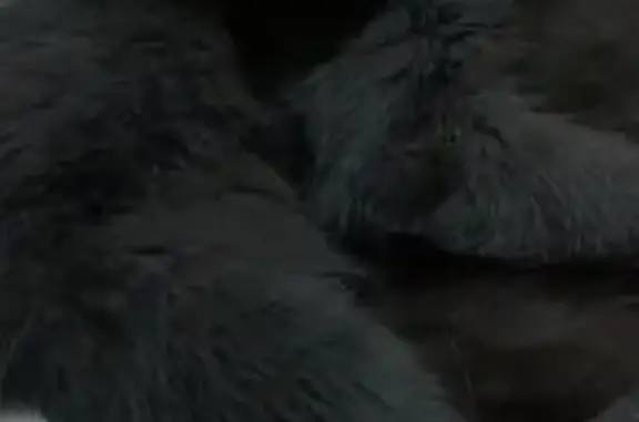 Кошки потеряшки, , фото: Потеряшка серый кот, Тобыл, Школьный 8