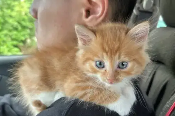 Кошка найдена: ул. Рокоссовского, 11, Чита