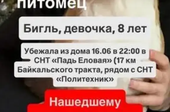 Пропала бигль на 17 км Байкальского тракта