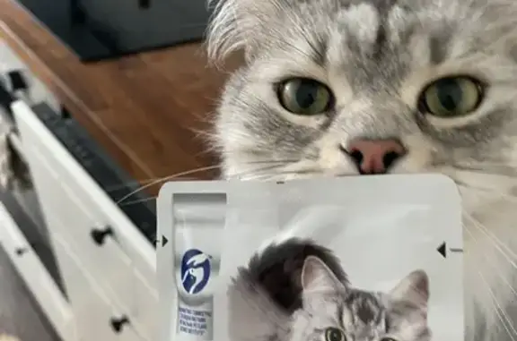 Пропала кошка, Зоркальцево, Томская область