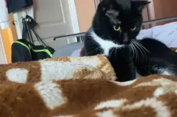 Пропала кошка, Кольцевая ул. 3, Тында