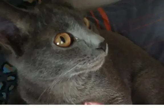 Кошки потеряшки, Чита, фото: Потеряшка кошка Белла, Чита, Забайкалье