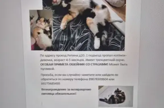 Пропала кошка, Репина 20, Краснодар