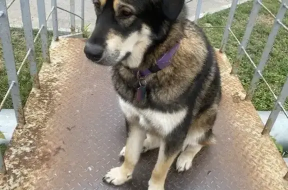 Найдена собака Джина, Сормовское ш., 15