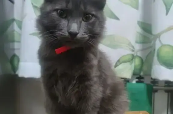Пропала кошка, ул. Лепсе, 5, Ковров