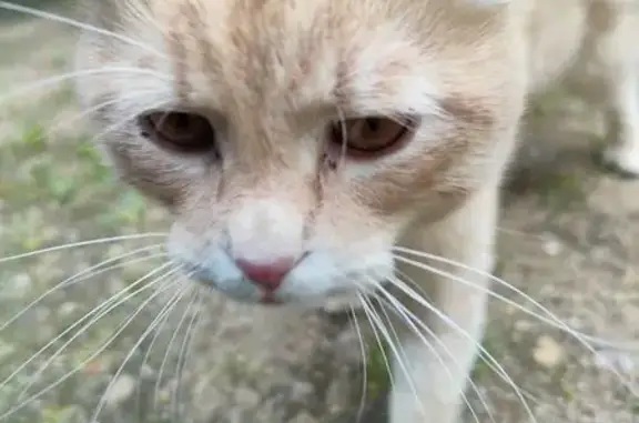Кошка найдена: ул. Толмачева, 5А, Смоленск