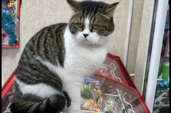 Кошки потеряшки, Дивногорск, фото: Потеряшка кот Пушок на Набережной, 27