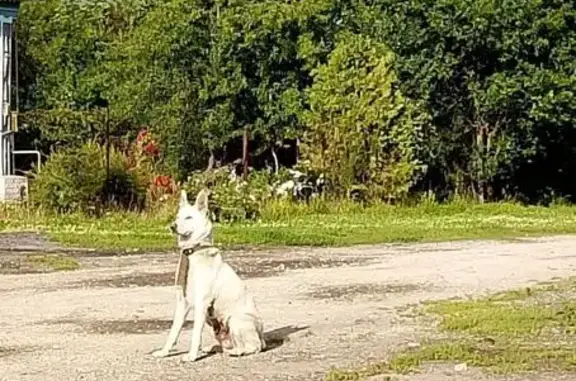 Собака найдена в Петроково, знает команды