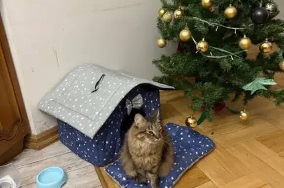 Кошки потеряшки, Минская область, фото: Потеряшка кошка в Боровлянах, Минск область