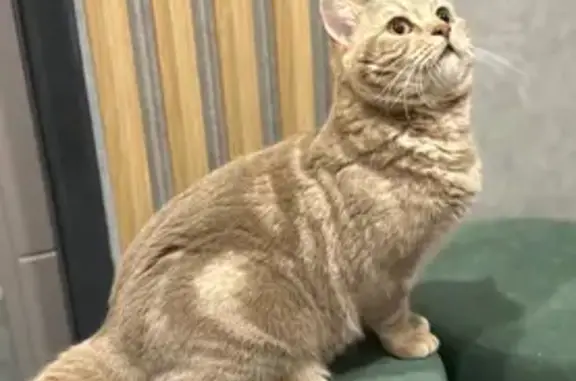 Кошки потеряшки, Московская область, фото: Потеряшка кошка, МО, 28 июня