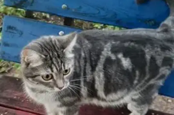 Кошка найдена: пр.Гагарина 6, Успенская 32А