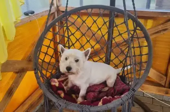 Собаки потеряшки, Култаево, фото: Потеряшка собака, Парковая ул. 5, Култаево