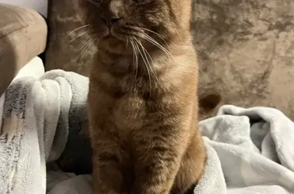 Найдена кошка, Балаково, фото: Кот найден: Степная ул., 9, Балаково