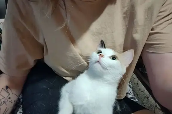 Кошки потеряшки, Новосибирск, фото: Потеряшка кошка, ул. Столетова, 18/2