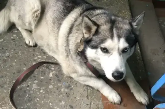 Хаски найдена: пр. Октября, 18А, Н. Новгород