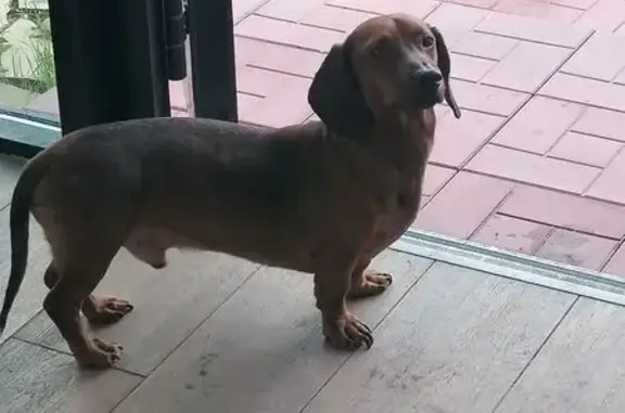 Собака найдена, ул. Димитрова 16, Ульяновск