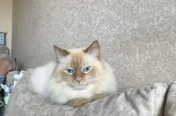 Кошки потеряшки, Тополево, фото: Потеряшка кошка, Пригородная 27, Тополево