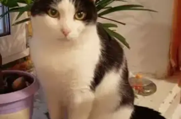 Пропал кот Кузя, ул. Танкистов, 106