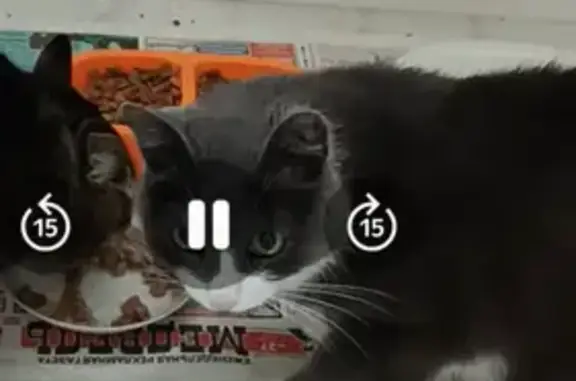 Кошки потеряшки, Петрозаводск, фото: Потеряшка кот Вася, Нойбранденбургская 17