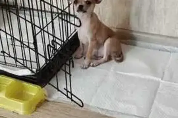 Собаки потеряшки, , фото: Потеряшка чихуахуа, Лозовая 20, Спасское