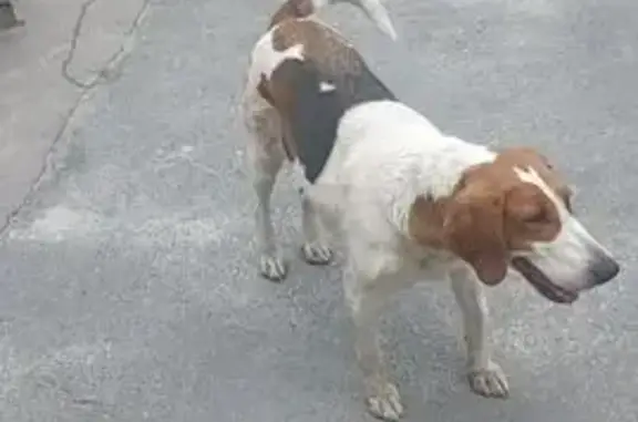 Собака найдена: Льговский Поворот, 18