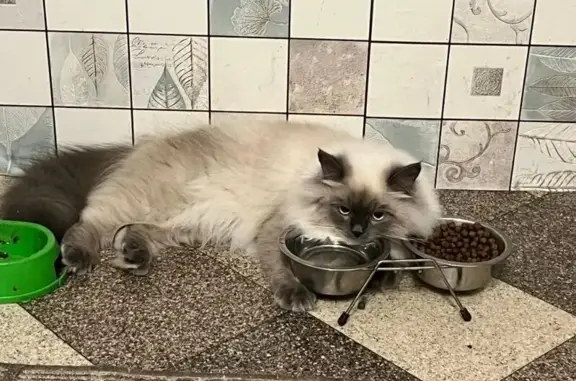 Пропала кошка, Жасминный пер. 17, Воронеж