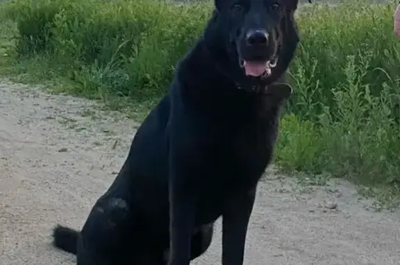 Собаки потеряшки, Сергиев Посад, фото: Потеряшка собака на Садовой, 11, Сергиев Посад