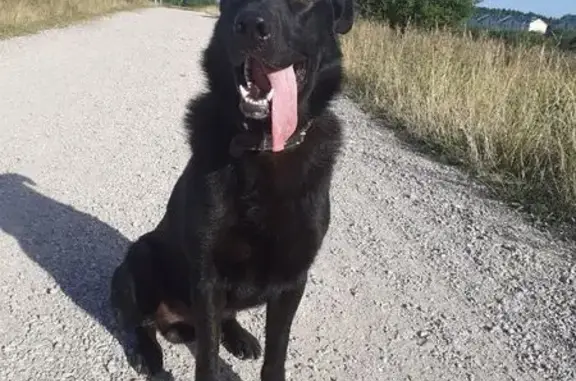 Собаки потеряшки, Сергиев Посад, фото: Потеряшка собака, Крестьянский пер., 12