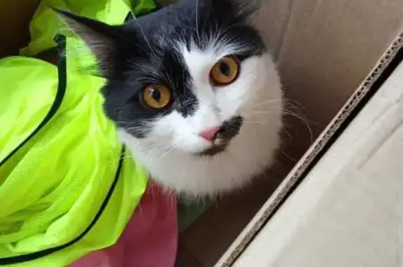 Кошка найдена: ул. Тимирязева 23, Чита