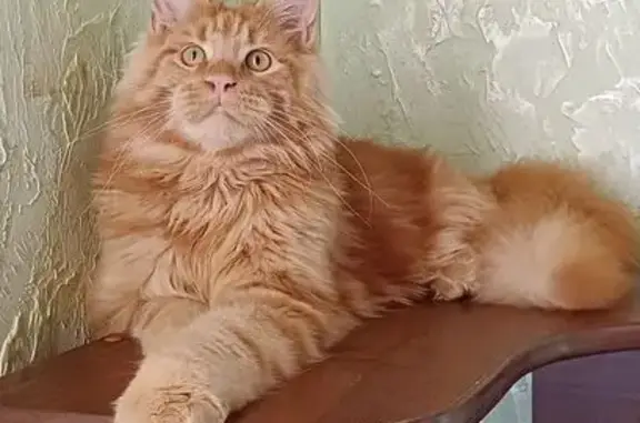 Пропала рыжая кошка, 12-я ул., Пойковский
