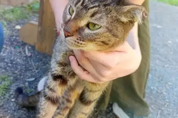 Кошка найдена на ул. Светлова, Красноярск