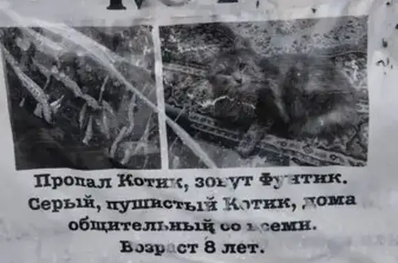 Пропала кошка, МО, тел. 46Н-11962
