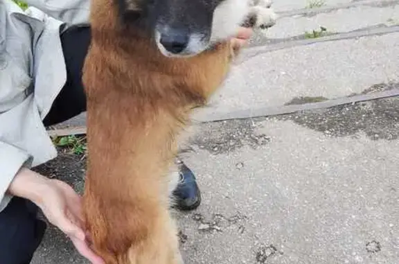 Собака найдена у поликлиники на Комсомольской