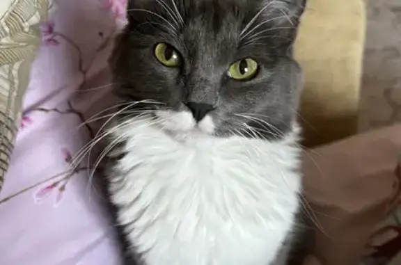 Пропала кошка Майя, 14-й Военный городок, 82 - photo