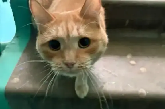 Кошка найдена на Калинина, 110, Чебоксары