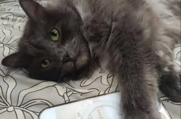 Пропала кошка, Парковая ул., 9, Сыртинский