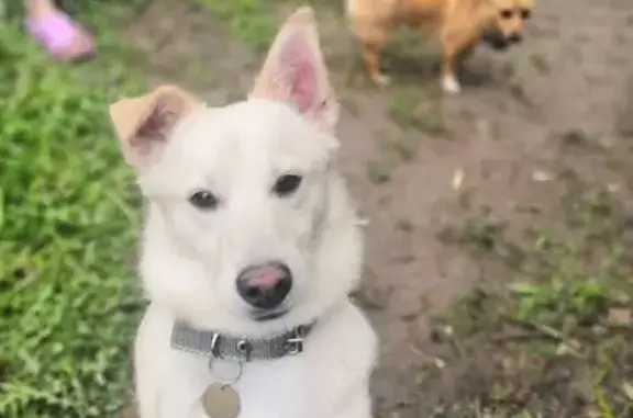 Собаки потеряшки, Суровикино, фото: Потеряшка собака, ул. Горького 94, Суровикино