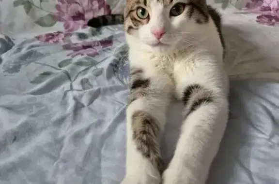 Потерянные животные Челябинск, фото: Пропала кошка на ул. Дарвина, 109, Челябинск