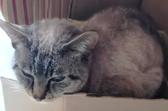 Кошка найдена на Пражской ул. 16, СПб