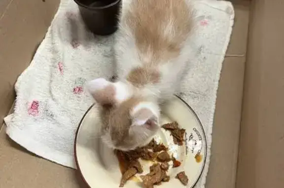 Кошка найдена: Первомайская 15, Тюмень