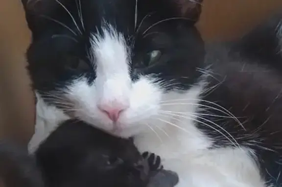 Кошки потеряшки, Златоуст, фото: Потеряшка кошка, ул. Тельмана, Златоуст