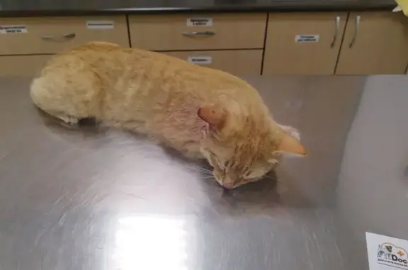 Найдена кошка, Ткачева 26, Оренбург