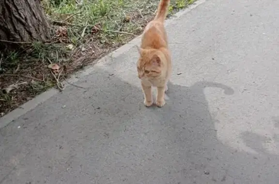 Найдена кошка, Вологда, фото: Кошка найдена: ул. Дзержинского, 10, Вологда
