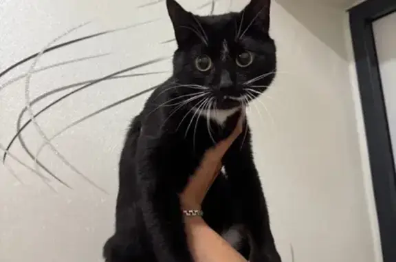 Найдена кошка, Чита, фото: Кошка найдена: ул. Баргузинская, 12