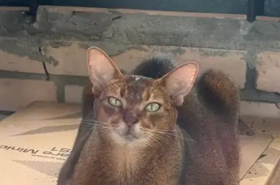 Найдена кошка, Санкт-Петербург, фото: Кошка найдена на пр. Медиков, СПб