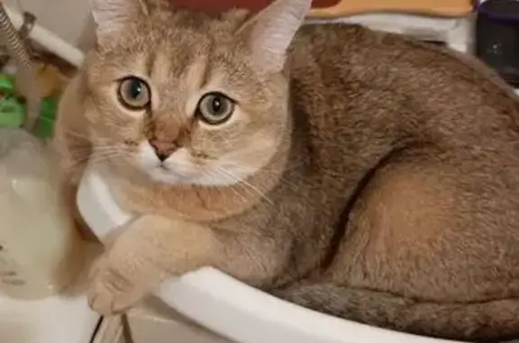 Пропала кошка, Парковая ул. 4, Светлый - photo